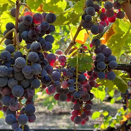 Fenicia * Ruvo di Puglia