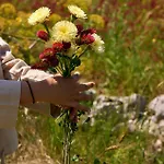 אתר נופש Fenicia
